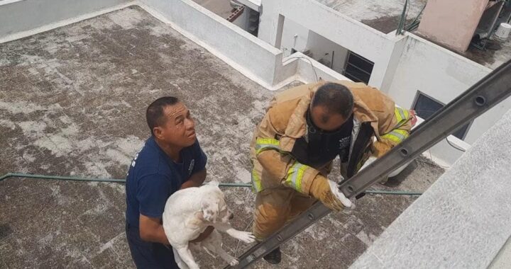 Rescatan Bomberos de Nayarit a un perro que se encontrara en el techo de una casa en el fraccionamiento Villas del Prado de Tepic.