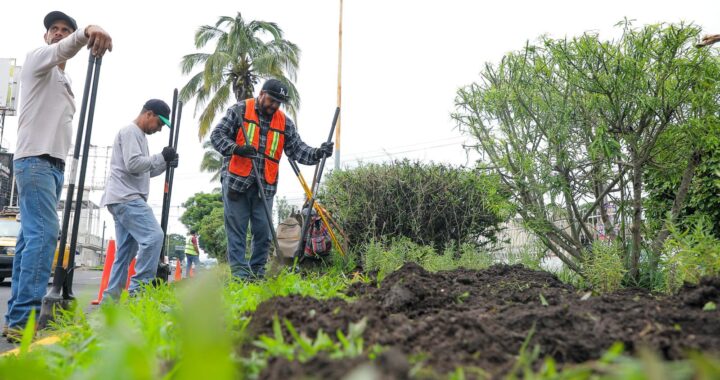 Avanza Gobierno de Tepic en reforestaciones sociales.