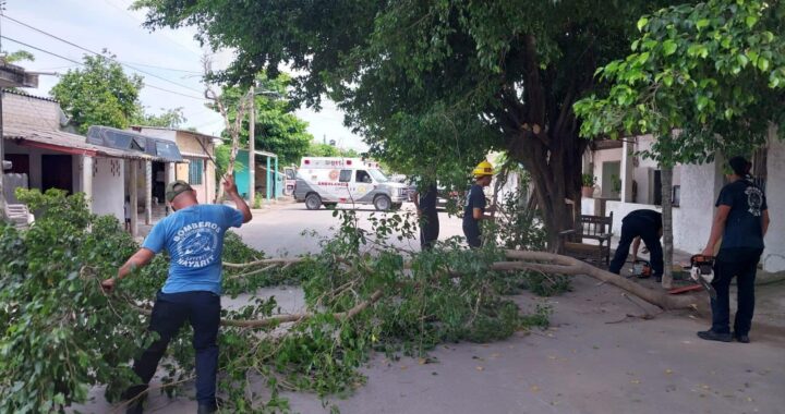 Realizan Bomberos de Nayarit talas preventivas de árboles, en el municipio de San Blas.