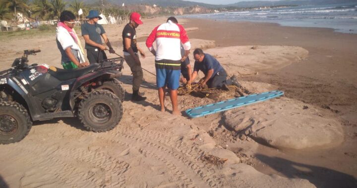 Reubica SSPC a cocodrilo que se encontraba en la zona de playa en el municipio de San Blas.