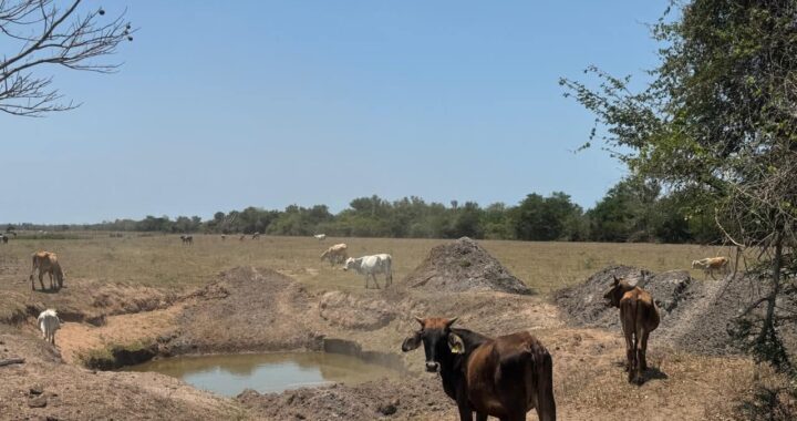 Gobierno del estado rehabilita jagüeyes en la zona norte de Nayarit.