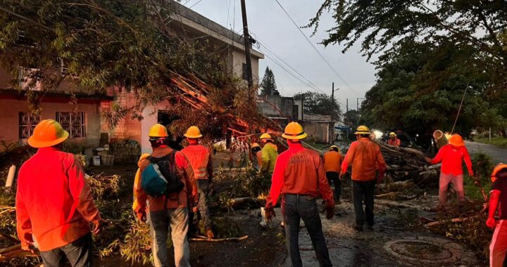 RETIRA GOBIERNO DE NAYARIT ÁRBOL QUE CAYERA SOBRE UNA VIVIENDA EN LA CAPITAL NAYARITA.