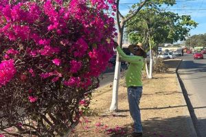 SISEP Continúa con los Trabajos de Embellecimiento del Municipio , En BADEBA.