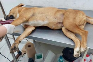 Con el compromiso de Geraldine Ponce, inicia atención a perros de El Iztete en el CBA.