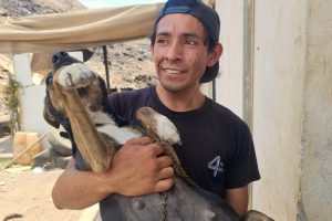 CBA Tepic, rescatistas y animalistas, unen esfuerzos para atender a los perritos en El Iztete.