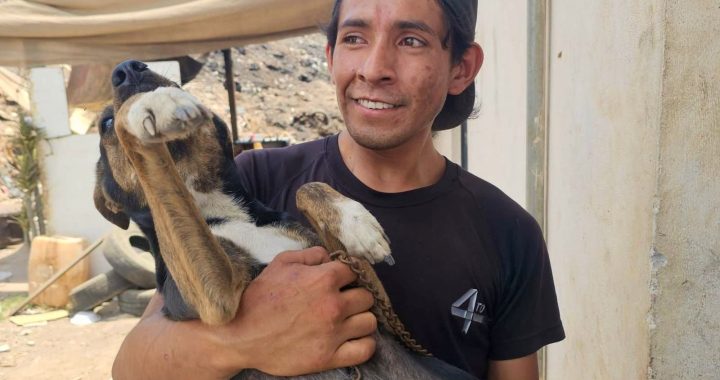 CBA Tepic, rescatistas y animalistas, unen esfuerzos para atender a los perritos en El Iztete.