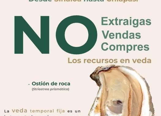 Bahía de Banderas se suma a estrategia nacional para proteger el ostión de roca.