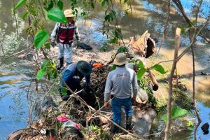 Gobierno de Geraldine Ponce retira enorme tronco del río Mololoa y refuerza prevención por lluvias.