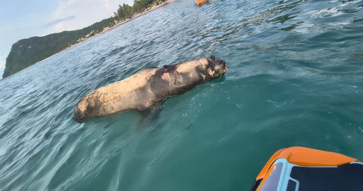 Gobierno de Bahía de Banderas atiende hallazgo de lobo marino sin vida y actúa bajo protocolos ambientales.