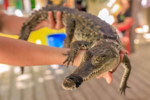 Fortalecen en Bahía de Banderas la capacitación para el manejo responsable de fauna silvestre.