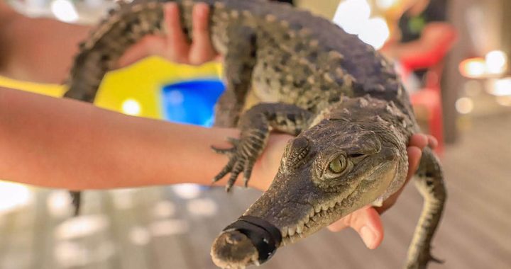 Fortalecen en Bahía de Banderas la capacitación para el manejo responsable de fauna silvestre.
