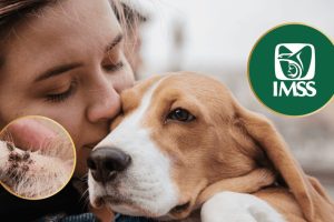 IMSS destaca importancia de recibir atención médica oportuna ante mordedura de animales .