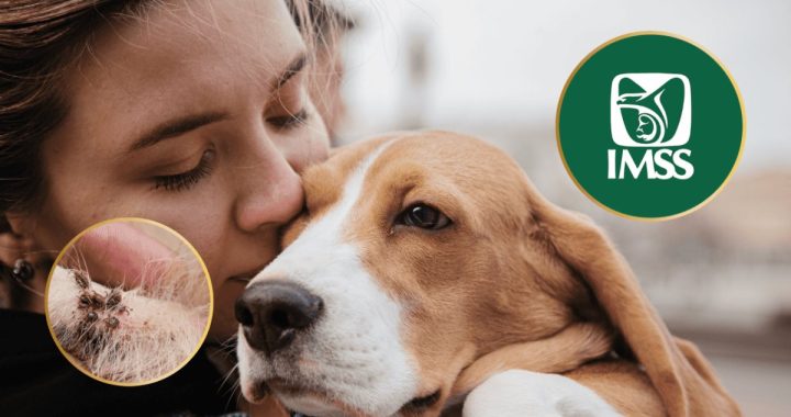 IMSS destaca importancia de recibir atención médica oportuna ante mordedura de animales .